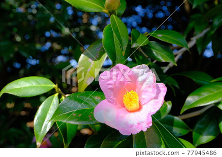 京都城南宮山茶花 京都城南宮山茶花 77945486