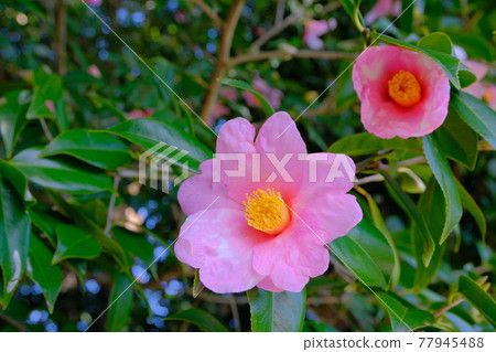 京都城南宮山茶花 京都城南宮山茶花 77945488