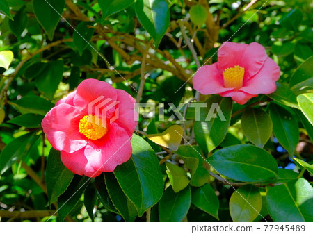 京都城南宮山茶花 京都城南宮山茶花 77945489