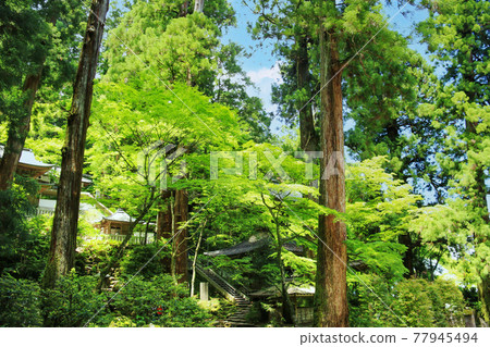 Fresh green Tengu legendary Daiyuzan Saijoji Temple, Minamiashigara City, Kanagawa Prefecture, Japan 77945494