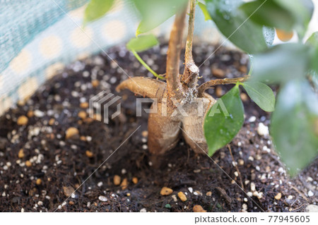 Banyan tree in the sun Banyan tree in the sun 77945605