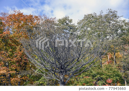 一棵只有一片葉子落下的具有特徵形狀的樹 77945660