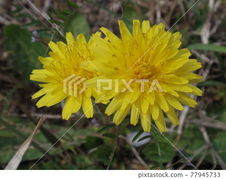 Dandelion flower motorcycle 77945733
