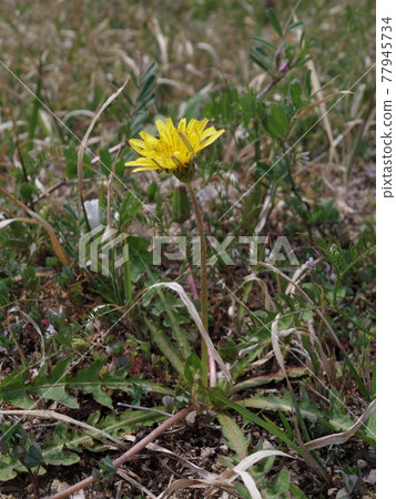 Dandelion flower motorcycle 77945734