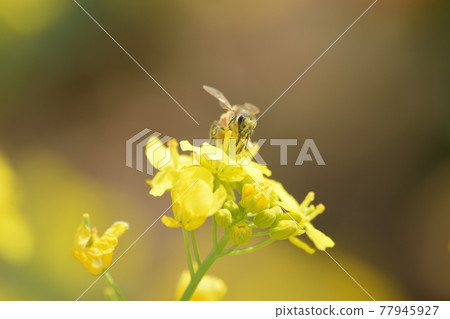 蜜蜂從油菜花中吮吸花蜜 溫暖晴天的圖像 77945927
