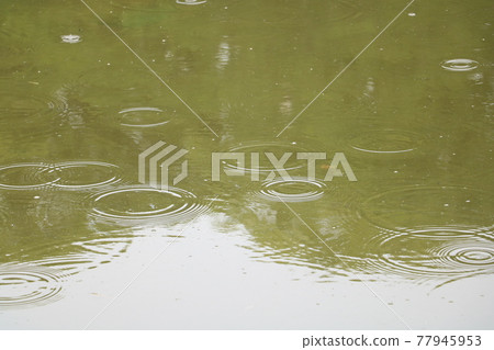 Ripples of rain 77945953