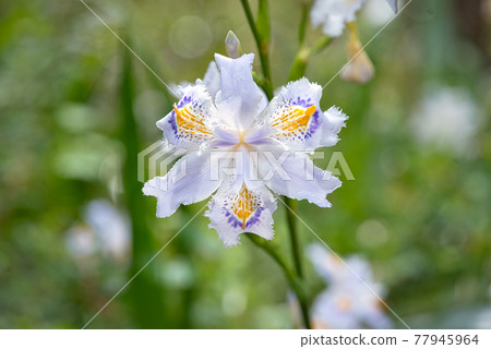 Shaga's petals 77945964