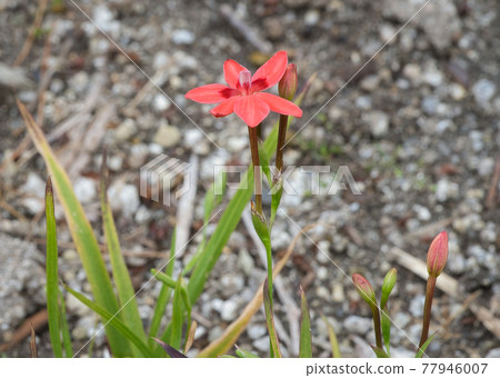 Anomateca laksa flowers Anomateca laksa flowers 77946007