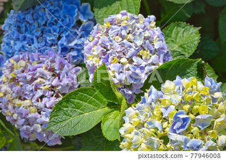 Hydrangea petals Hydrangea petals 77946008