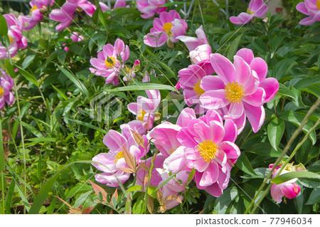 paeonia broteri flowers paeonia broteri flowers 77946034
