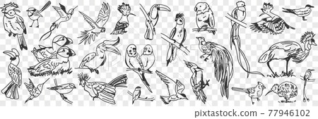 Kinds of birds doodle set 77946102