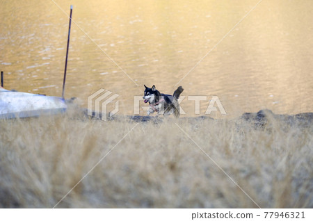 Kuroshiba running on the Fuji Five Lakes Saiko 77946321