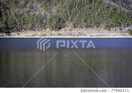 西湖的水禽平井 西湖的水禽平井 77946323