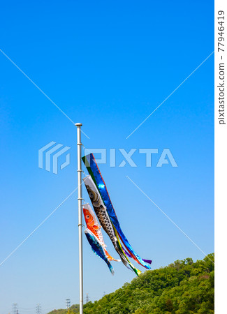 Carp streamer 77946419