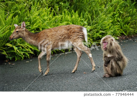 Yakushika and Yakuzaru Yakushika and Yakuzaru 77946444