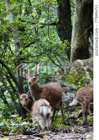 Yakushika Yakushika 77946451