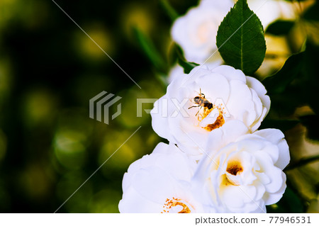 A worker bee who works hard in a white rose A worker bee who works hard in a white rose 77946531