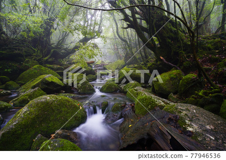 Yakushima's stream Yakushima's stream 77946536