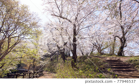 Spring Yaotome Park Cherry Blossom Tunnel Akita Prefecture 77946537