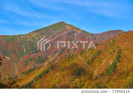 秋天從群馬縣水上町的一倉澤眺望東北側(笠岳等) 秋天從群馬縣水上町的一倉澤眺望東北側(笠岳等) 77946819