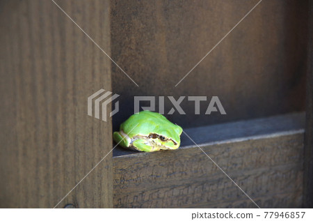 A rain frog relaxing in the gap of the fence while gazing at the scenery relaxedly A rain frog relaxing in the gap of the fence while gazing at the scenery relaxedly 77946857