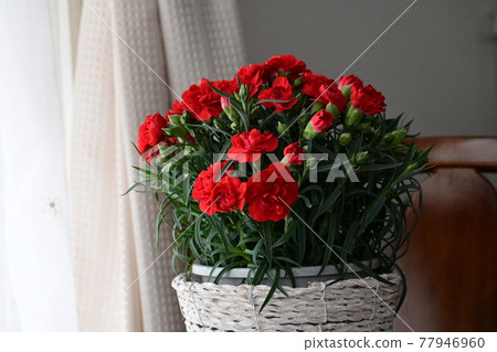 窗台上花盆裡的紅色康乃馨 77946960