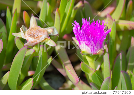 八字花 八字花 77947100