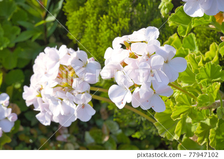 天竺葵花瓣 天竺葵花瓣 77947102