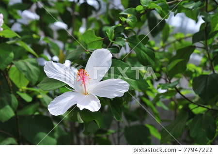 熱帶花卉芙蓉 77947222