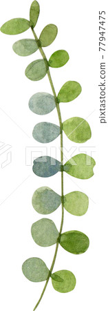 Green Leaf watercolor 77947475