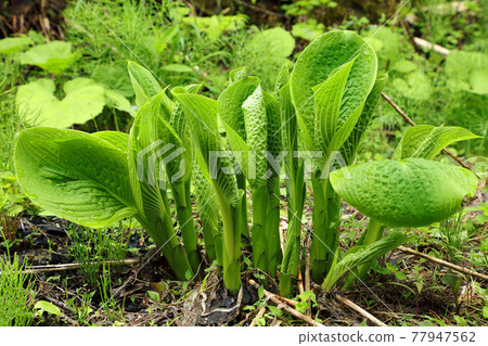 Hosta sieboldiana whose leaves have begun to open, Tadami Town, Fukushima Prefecture Hosta sieboldiana whose leaves have begun to open, Tadami Town, Fukushima Prefecture 77947562