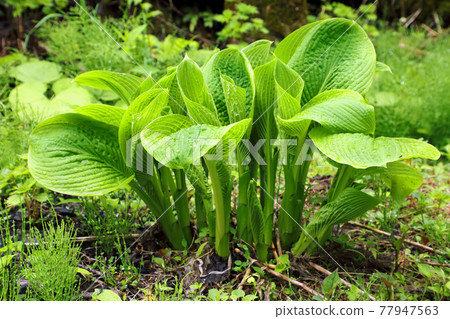 Hosta sieboldiana with open leaves, Tadami Town, Fukushima Prefecture 77947563