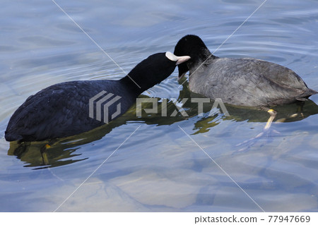 Coot: The two feathers floating on the water are in harmony. Coot: The two feathers floating on the water are in harmony. 77947669