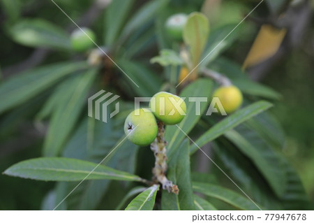 Loquat Loquat 77947678