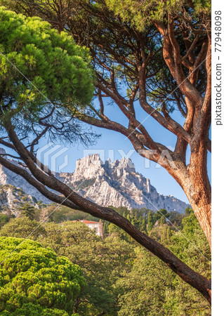 Green old cedar tree with long needles on a background of mountains in cloudy day. Freshness, nature, concept. Pinus pinea Green old cedar tree with long needles on a background of mountains in cloudy day. Freshness, nature, concept. Pinus pinea 77948098