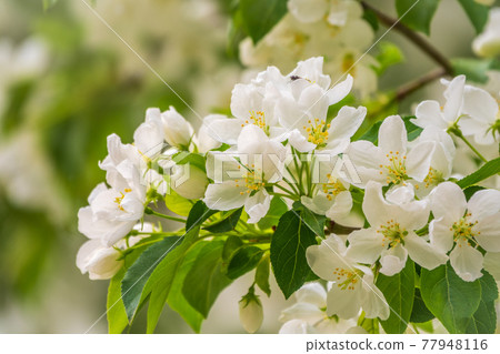 White blossoming apple trees. White apple tree flowers White blossoming apple trees. White apple tree flowers 77948116