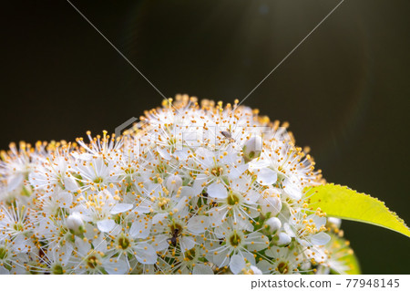 White cherry flowers. The branches of a blossoming Cherry tree with white flowers. White cherry flowers. The branches of a blossoming Cherry tree with white flowers. 77948145