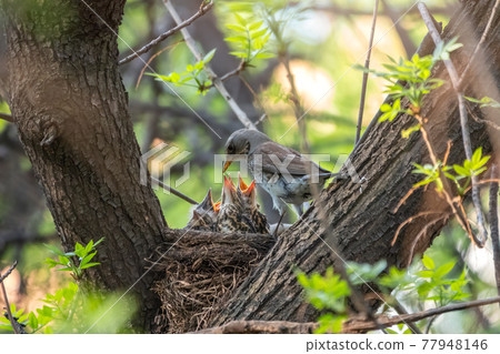 Thrush fieldfare, Turdus pilaris, in a nest with chicks 77948146