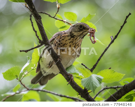 Fieldfare collects worms for its chicks. Fieldfare, Turdus pilaris. Bird sits on branch with beak full of worms. Fieldfare collects worms for its chicks. Fieldfare, Turdus pilaris. Bird sits on branch with beak full of worms. 77948148