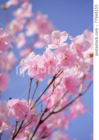 赤城山八潮辻 赤城山八潮辻 77948155