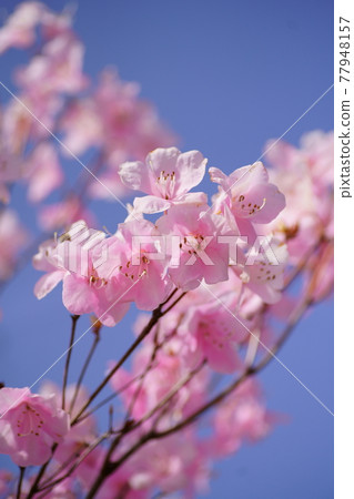 赤城山八潮辻 77948157