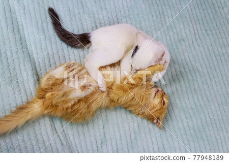 Two kittens playing on a bed at home Two kittens playing on a bed at home 77948189