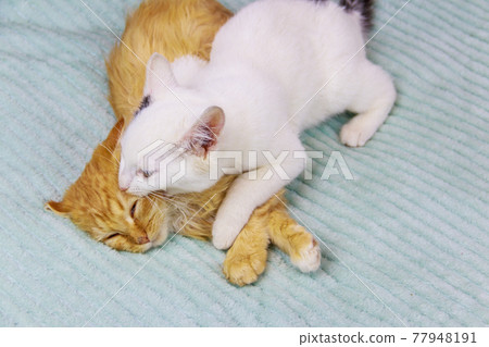 Two kittens playing on a bed at home Two kittens playing on a bed at home 77948191