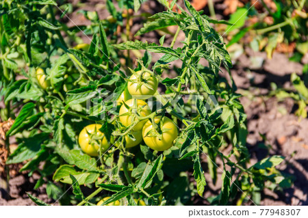 Green unripe tomatoes on the bush in vegetable garden Green unripe tomatoes on the bush in vegetable garden 77948307