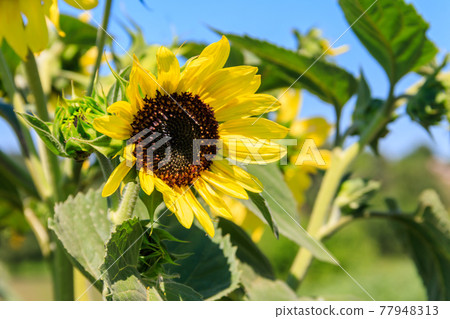 Yellow decorative sunflower in a garden 77948313