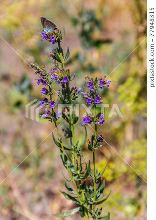 Purple flower of Hyssop (Hyssopus officinalis) on meadow Purple flower of Hyssop (Hyssopus officinalis) on meadow 77948315