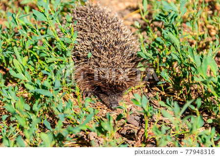 Young European hedgehog (Erinaceus europaeus) in green grass Young European hedgehog (Erinaceus europaeus) in green grass 77948316