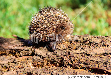 Young European hedgehog (Erinaceus europaeus) on a log Young European hedgehog (Erinaceus europaeus) on a log 77948318