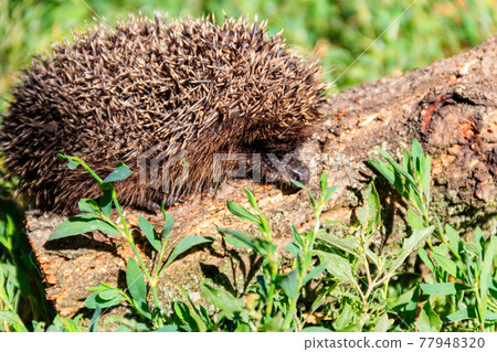 Young European hedgehog (Erinaceus europaeus) on a log Young European hedgehog (Erinaceus europaeus) on a log 77948320