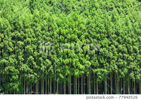 京都北山杉 77948526